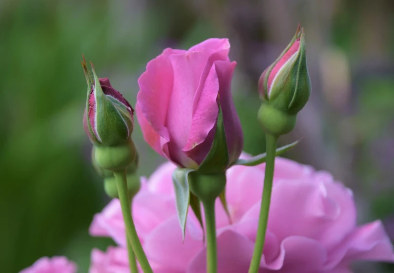 a close up of a pink rose budding, trio, year 2447, beautiful flower, peaceful mood