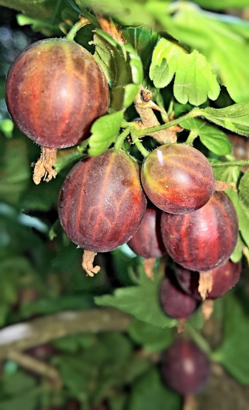 a close up of a bunch of fruit on a tree, a digital rendering, by Nancy Carline, pixabay, figuration libre, obsidian pomegranade, museum quality photo, 🦩🪐🐞👩🏻🦳, purple foliage