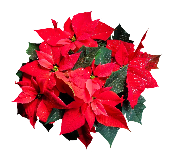 a bunch of red poinsettias on a black background, a photo, by Aleksander Gierymski, shutterstock, fine art, drops, highly detailed product photo, high detail product photo, stock photo