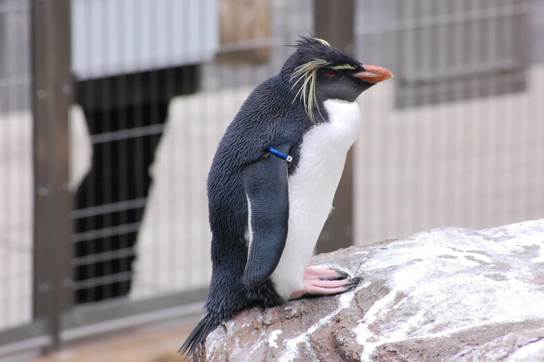 a penguin sitting on top of a rock, a portrait, by David Garner, flickr, sōsaku hanga, sideburns, shiny skin”, watch photo, ornamented