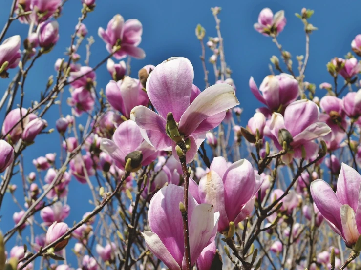 a close up of a bunch of flowers on a tree, by Jim Nelson, pixabay, magnolia goliath head ornaments, blue sky, with soft pink colors, waving