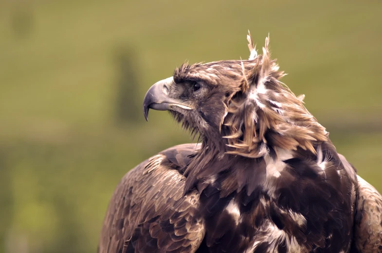 a close up of a large bird of prey, a portrait, shutterstock, hurufiyya, hair waving in the wind, cinematic realistic photo, modern high sharpness photo, bird poo on head