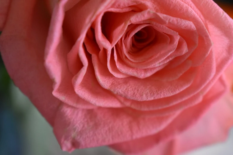 a close up of a pink rose in a vase, a macro photograph, extremely detailed photo, coral, highly detailed in 4k, detailed zoom photo