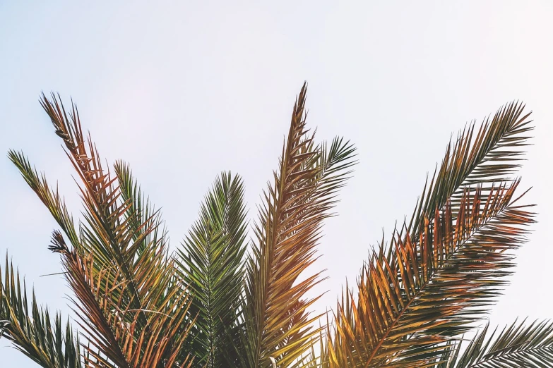 a bird sitting on top of a palm tree, a screenshot, pexels, baroque, clear summer sky background, leaves on branches, in retro colors, half image