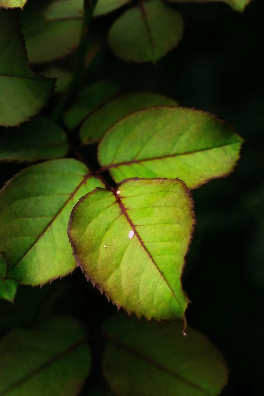 a close up of a plant with green leaves, a macro photograph, romanticism, rose-brambles, glowing leaves, rain lit, 2 4 mm iso 8 0 0 color