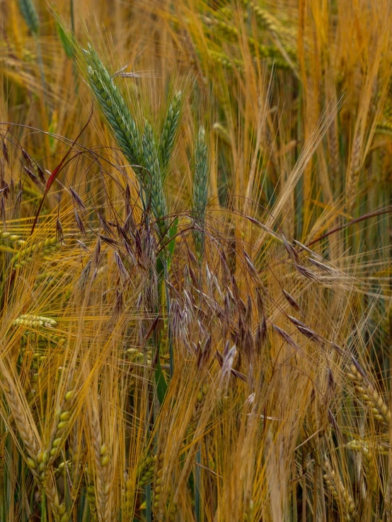 a close up of a bunch of wheat in a field, by Richard Carline, color field, fotografia, strange vegetation, elements in a composition, detailed visible brushmarks