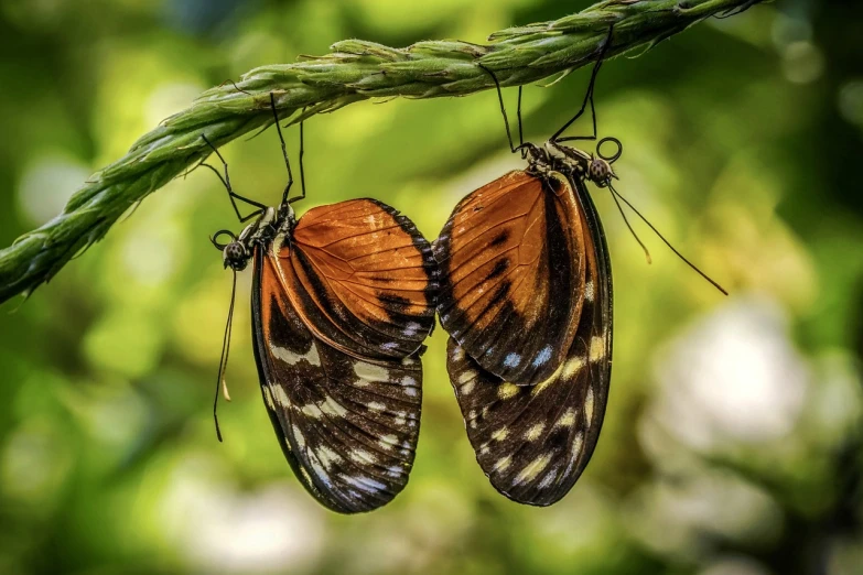 two butterflies hanging upside down from a tree branch, by Dietmar Damerau, flickr, 🦩🪐🐞👩🏻🦳, avatar image, making love, by greg rutkowski