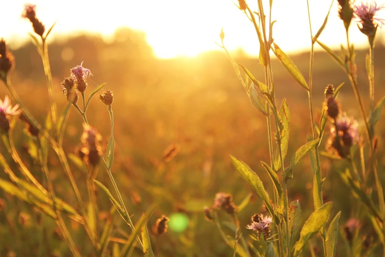 a field of flowers with the sun setting in the background, a picture, by Thomas Häfner, shutterstock, very shallow depth of field, warm golden backlit, in a grass field, backlight photo sample