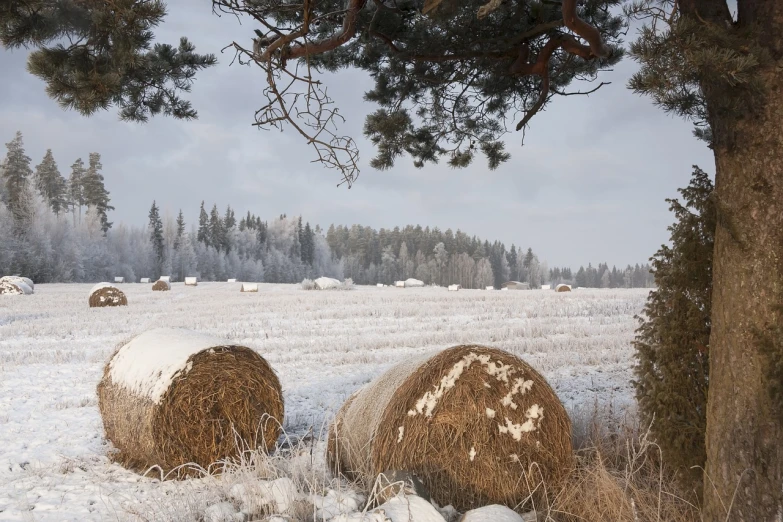 a couple of hay bales sitting on top of a snow covered field, a picture, inspired by Bruno Liljefors, flickr, lush winter forest landscape, autumn field, high res photo, anton semonov