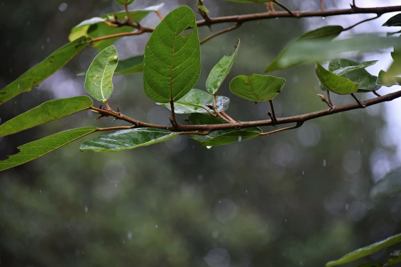 a bird perched on a tree branch in the rain, a picture, hurufiyya, microchip leaves, leaves in foreground, heavy rain, kauai springtime