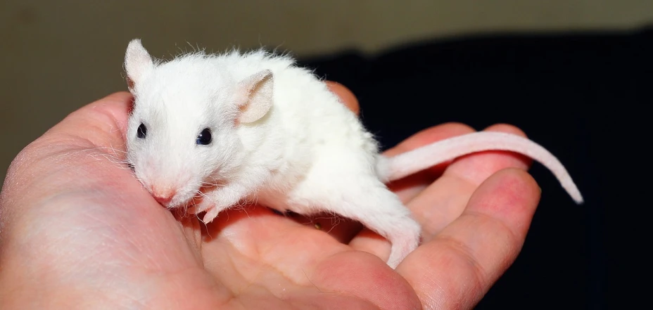 a person holding a small white mouse in their hand, flickr, mingei, pallid skin, ear floof, photograph credit: ap, white stripes all over its body