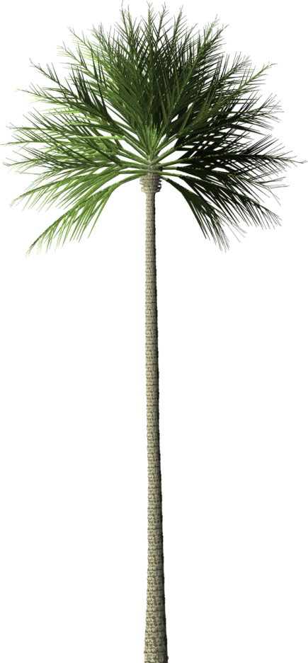 a close up of a palm tree on a black background, a raytraced image, by Maxwell Bates, full-body view, moss, a 15 foot tall, cane