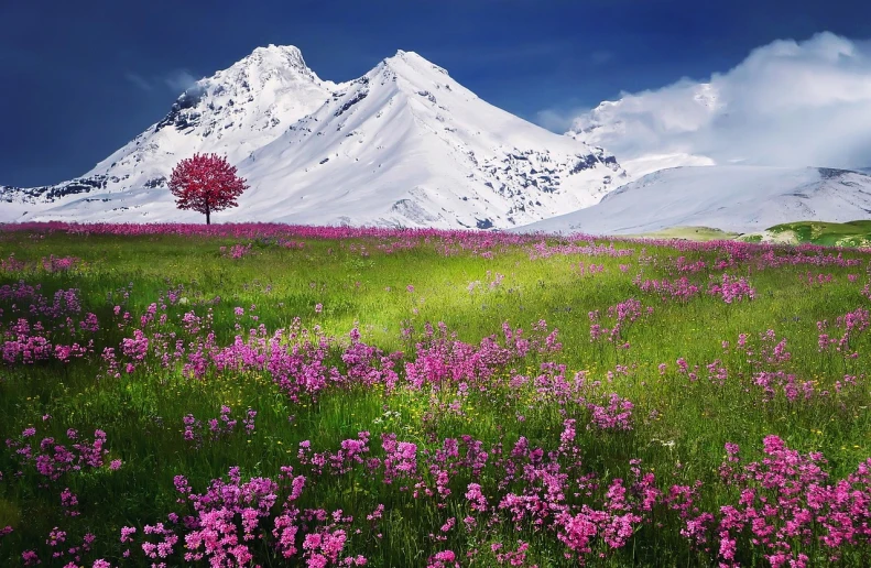 a field of flowers with mountains in the background, a picture, by Alexey Merinov, color field, with a snowy mountain and ice, pink white and green, the tree is growing on a meadow, 4k vertical wallpaper