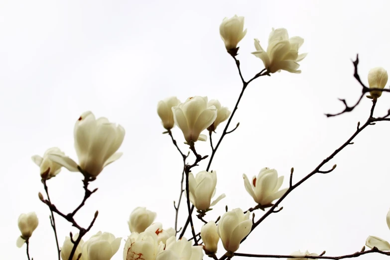 a bunch of white flowers sitting on top of a tree, a photo, by Cheng Jiasui, shutterstock, minimalism, pure white overcast sky, magnolia goliath head ornaments, high details photo, an ancient