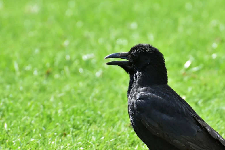 a black bird standing on top of a lush green field, a picture, inspired by Gonzalo Endara Crow, shutterstock, renaissance, closeup. mouth open, very sharp photo, stock photo