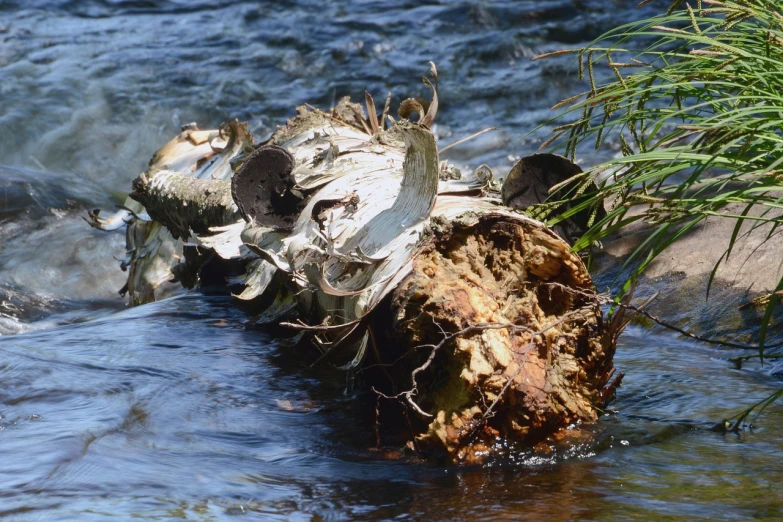 a close up of a dead animal in a body of water, by David Simpson, environmental art, tree stumps, rapids, summer sunlight, img _ 9 7 5. raw