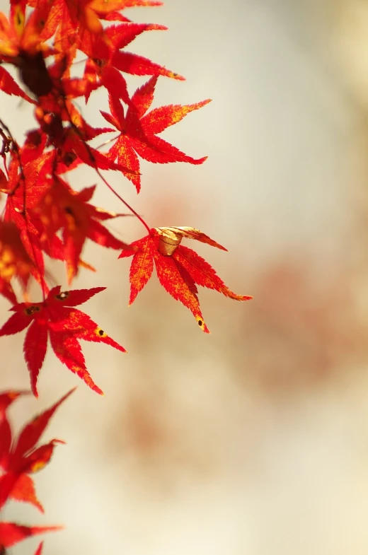 a close up of a tree with red leaves, a photo, by Kanō Tan'yū, shutterstock, depth of field ”, shin jeongho, autumn maples, side