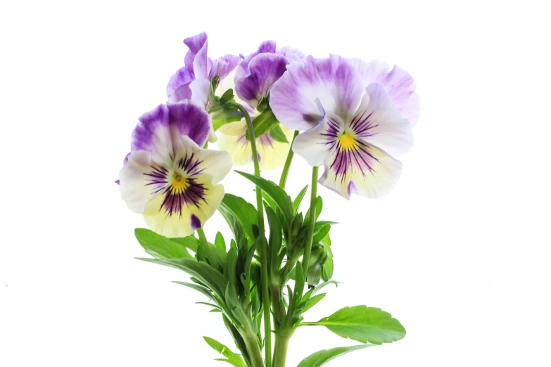 a vase filled with purple and white flowers, by Maki Haku, shutterstock, isolated on white background, gills, yellow purple, flowers grow from the body