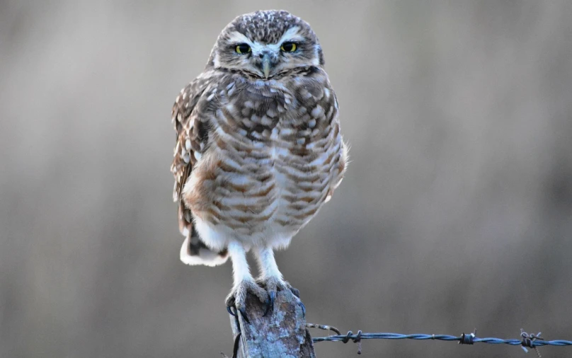 a small owl sitting on top of a barbed wire fence, a portrait, by Robert Brackman, flickr, standing tall, photograph credit: ap, sitting on a curly branch, rounded beak