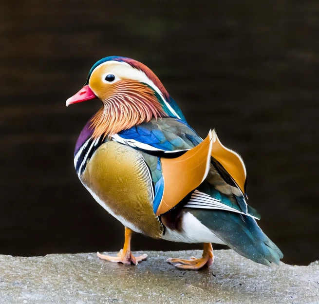 a colorful bird is standing on a rock, a portrait, inspired by Charles Bird King, shutterstock, the macho duck, dressed in colorful silk, half - length photo