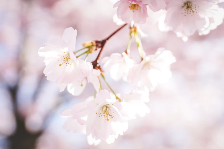 a close up of a bunch of flowers on a tree, trending on pixabay, romanticism, sakura petals around her, 🤬 🤮 💕 🎀, beautiful lightness, rinko kawauchi