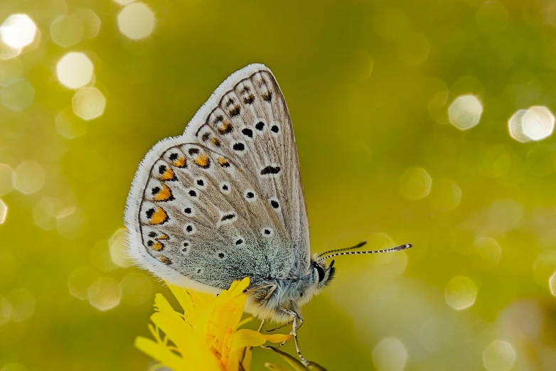 a butterfly sitting on top of a yellow flower, a macro photograph, by Istvan Banyai, hurufiyya, silver and blue colors, bokeh!!!!, grizzled, posing!!
