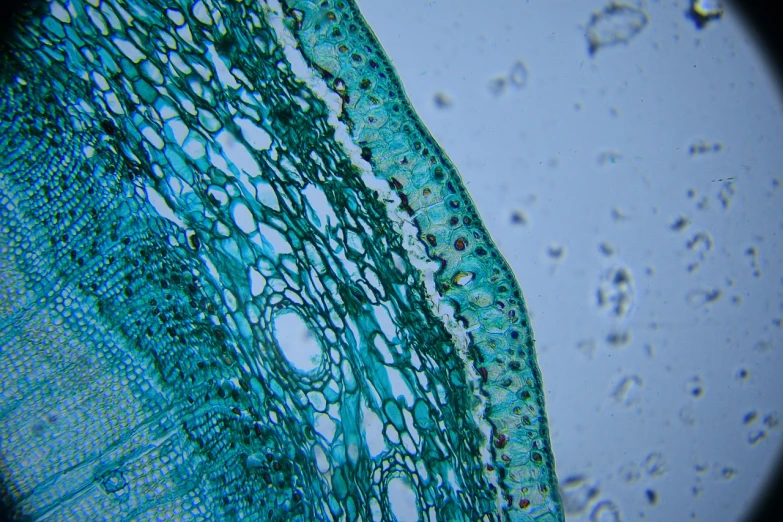a close up of a plant leaf under a microscope lens, a microscopic photo, net art, blue-green fish skin, mesh roots. closeup, fibres trial on the floor, document photo