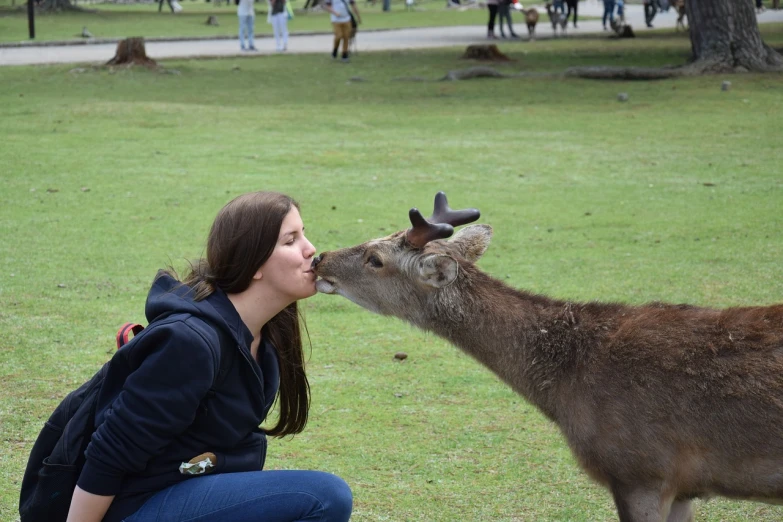 a woman kissing a deer in a park, kangaroo, vacation photo