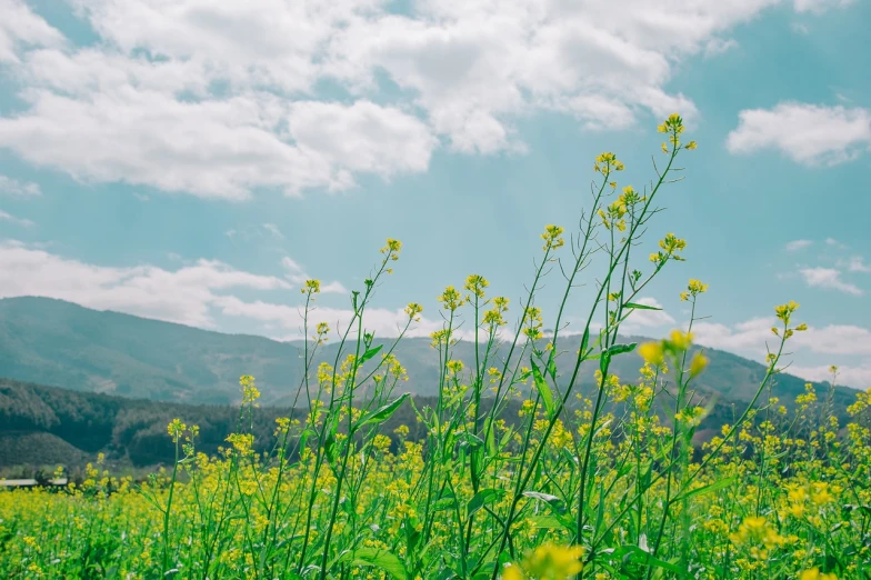 a field of yellow flowers with mountains in the background, color field, cinematic view from lower angle, cloudy sky in the background, stems, tochigi prefecture