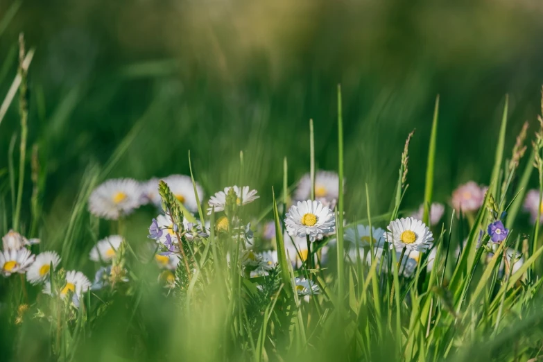 a bunch of flowers that are in the grass, a picture, by Erwin Bowien, 8k 50mm iso 10, perfect spring day with, ari aster, in gentle green dawn light