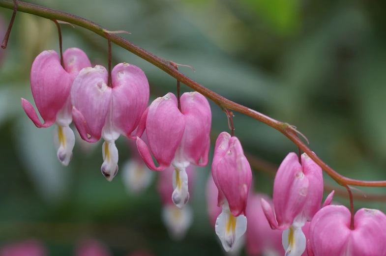 a close up of a plant with pink flowers, a picture, by Robert Brackman, shutterstock, several hearts, bells, wisconsin, cascade