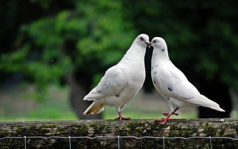 two white birds standing next to each other on a fence, a photo, doves : : rococo, marton gyula kiss ( kimagu ), remove, ivory