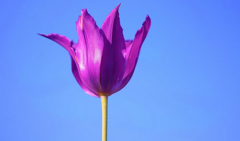 a close up of a purple flower against a blue sky, a picture, pexels, romanticism, tulip, blue background colour, 3 4 5 3 1, high definitition