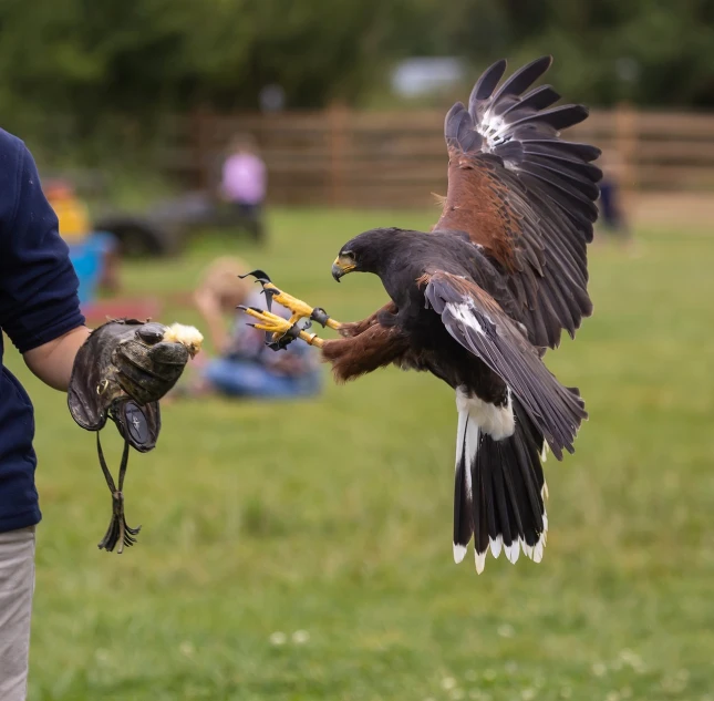 a close up of a person holding a bird of prey, a photo, nature show, flying towards the camera, 2 animals, feast