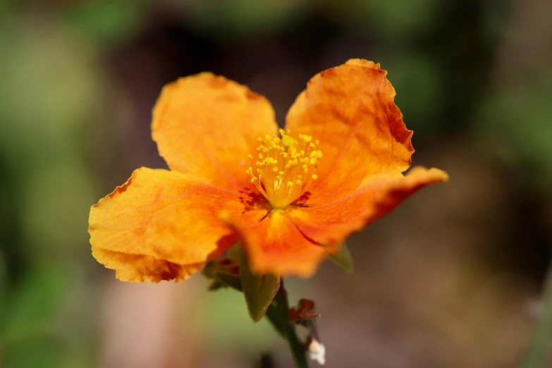 a close up of a flower with a blurry background, a macro photograph, orange skin, cosmos, modern high sharpness photo