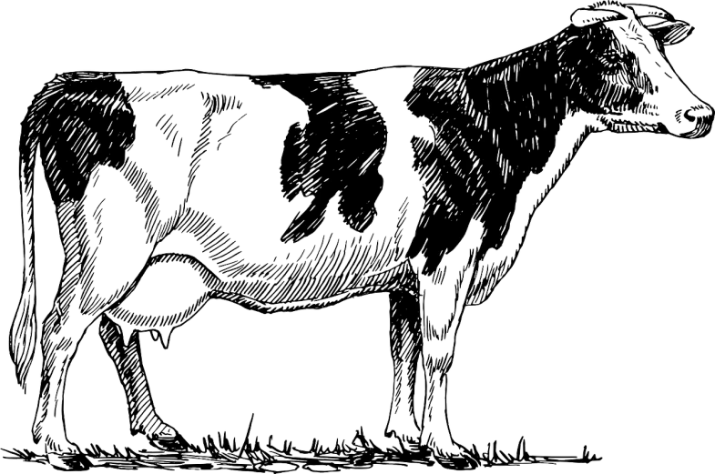 a black and white cow standing in a field, an illustration of, pixabay, front side view full sheet, heavy grain, transparent, butter