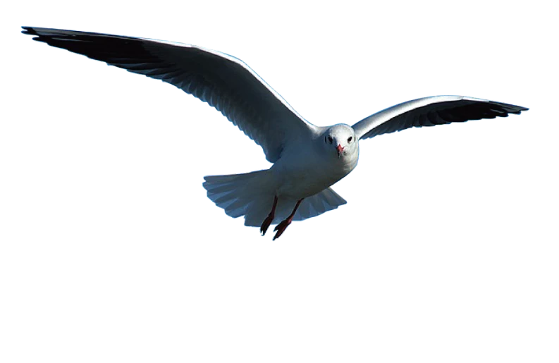 a seagull in flight against a black background, a raytraced image, by Jan Rustem, cycles render engine, shot with a camera flash, shot with a canon 20mm lens, 2000s photo