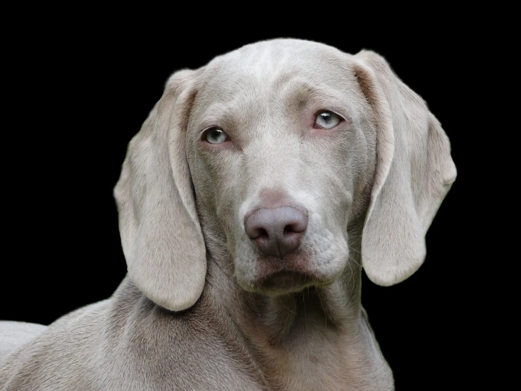 a close up of a dog with a black background, inspired by Elke Vogelsang, shutterstock, photorealism, intense albino, sad blue eyes, very realistic looking, on a gray background