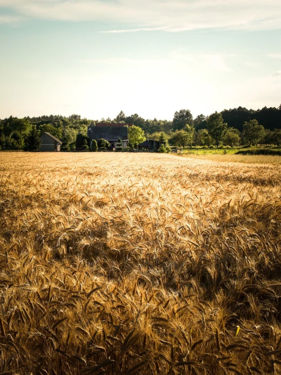 a field of wheat with a barn in the background, a tilt shift photo, by Thomas Häfner, shutterstock, next to farm fields and trees, stock photo, backlit golden hour, swedish countryside