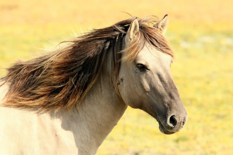 a close up of a horse in a field, a portrait, by Linda Sutton, pixabay, arabesque, long windy hair style, in the steppe, head turned, wallpaper background