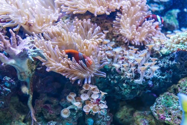 a close up of a fish in an aquarium, a macro photograph, modernism, beautiful colorful corals, 🦩🪐🐞👩🏻🦳, anemones, realistic depth