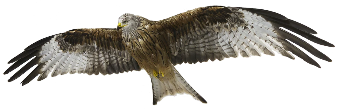 a bird that is flying in the air, an illustration of, by Istvan Banyai, trending on pixabay, digital art, photograph of a red kite bird, full body view, bird\'s eye view, tattered wings