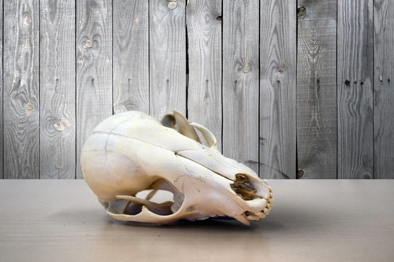 a white animal skull sitting on top of a wooden table, shutterstock, vertically flat head, -h 1024, wall hanging trophy taxidermy, beaver