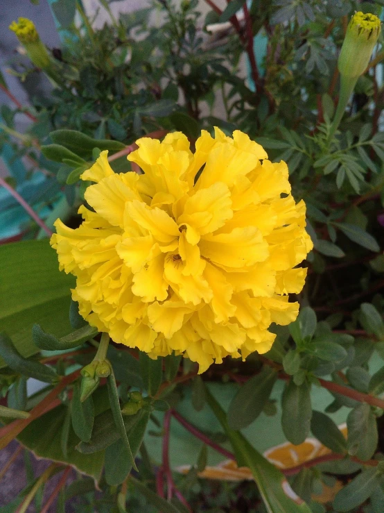 a close up of a yellow flower on a plant, a picture, hurufiyya, carnation, 2 years old, beautiful flower, bangalore