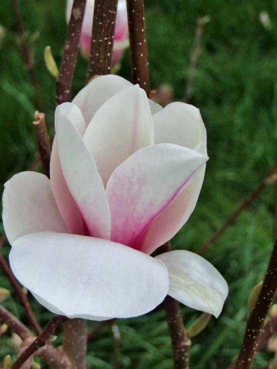 a close up of a flower on a tree, by Jan Rustem, flickr, magnolia stems, white and pink, beautiful smooth oval head, albino dwarf