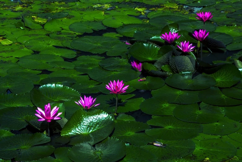 a group of pink flowers sitting on top of green leaves, a picture, inspired by Monet, pexels, hurufiyya, dark purple swamp, hq 4k phone wallpaper, lily pad, lily flowers. 8 k