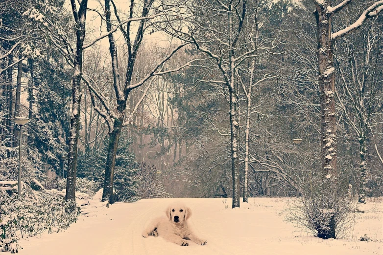 a dog that is laying down in the snow, by Lucia Peka, flickr contest winner, romanticism, retro effect, enjoying a stroll in the forest, golden retriever, full body:: snow outside::