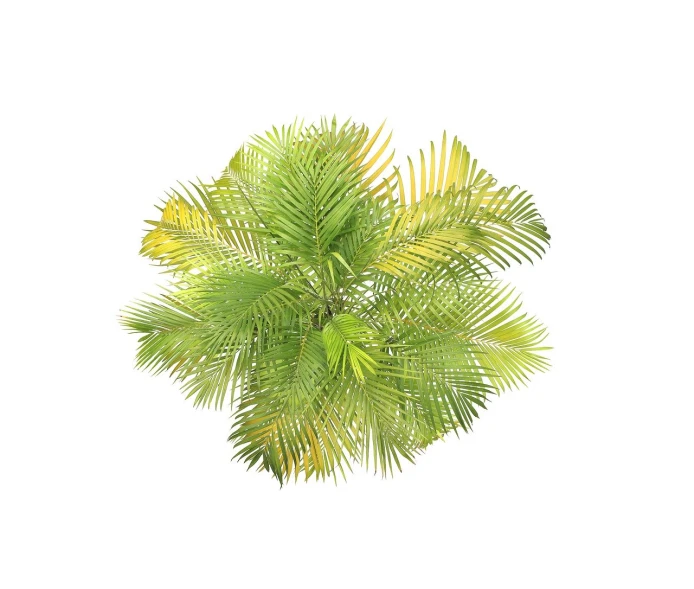 a top down view of a palm tree, a digital rendering, wild foliage, very sunny, botanical photo, on the white background