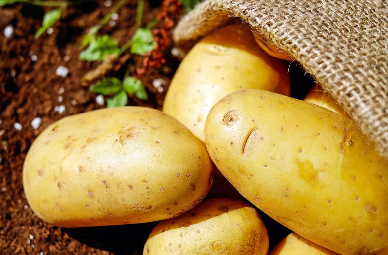 a pile of potatoes sitting on top of a pile of dirt, a portrait, by John Luke, pixabay, realism, on a yellow canva, veggies, 💋 💄 👠 👗, banner