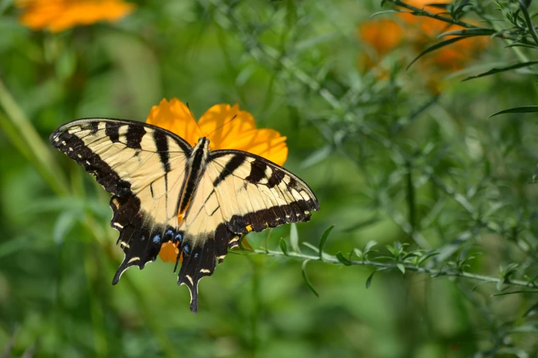 a butterfly sitting on top of a yellow flower, by Dave Melvin, orange and black, fan favorite, painted pale yellow and green, tiger